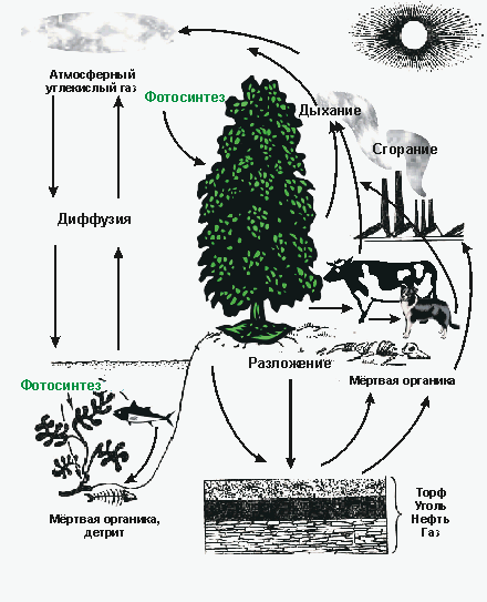 Схема круговорота углерода в природе