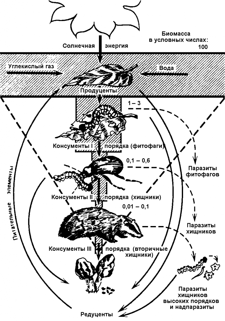 Взаимоотношения живых организмов в биосфере