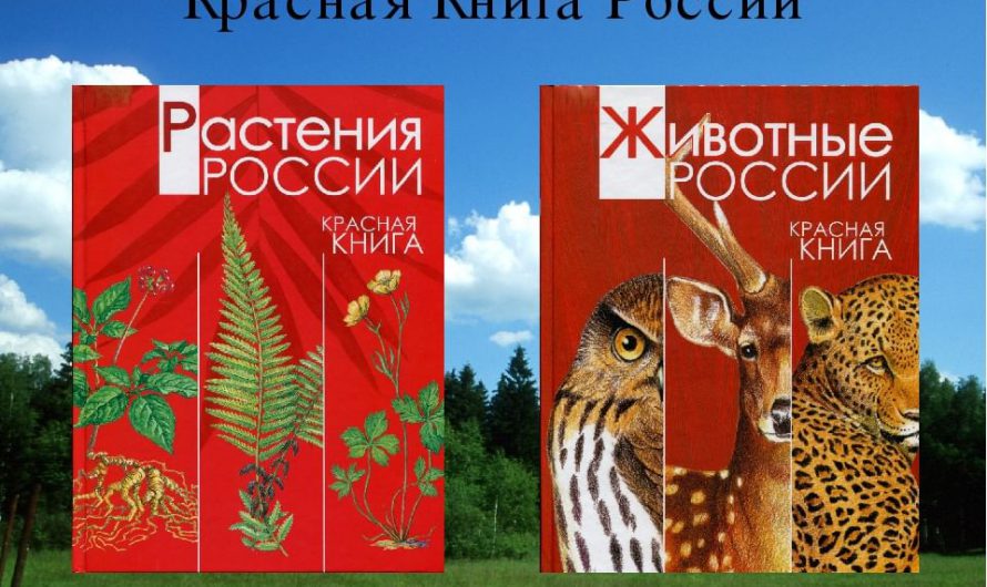 Красная книга России — что такое, примеры животных и растений.